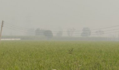 धूप के साथ धुंध का प्रकोप:देहात इलाकों में ज्यादा असर, चारों तरफ धुंधली तस्वीर, तेज हवाओं से ठंड बरकरार