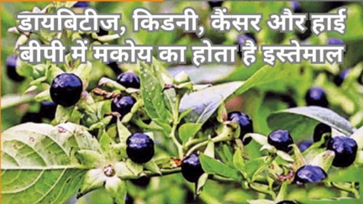 खरपतवारों के बीच उगने वाला मकोय, जिसके संरक्षण की है जरूरत