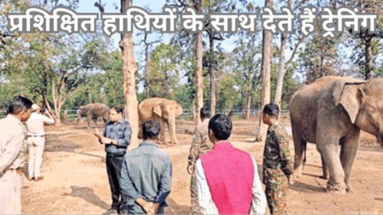 पुनर्वास केंद्र में तैयार हो रहे हाथी प्रबंधन के सिपाही, 500 को मिली ट्रेनिंग