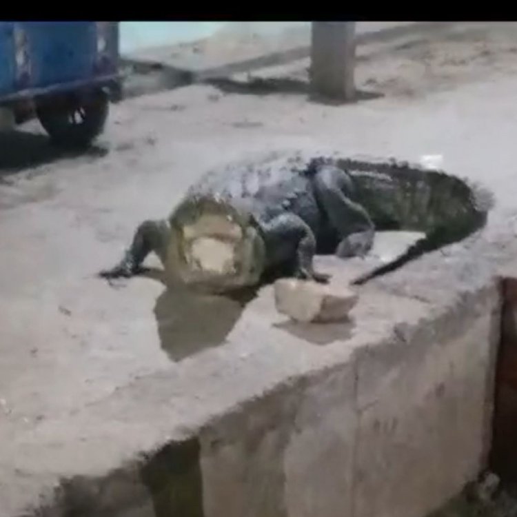 कासगंज में हजारा नहर से निकला मगरमच्छ:कॉलोनी में घुसा, पुलिस ने किया रेस्क्यू , नहर में छोड़ा
