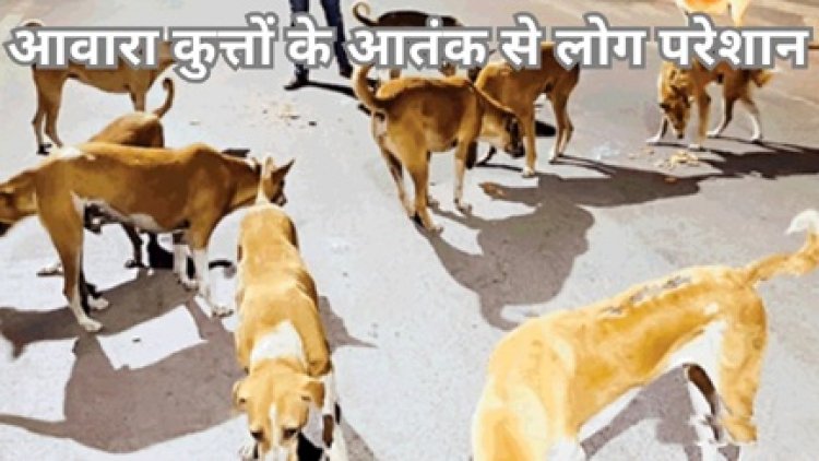 आवारा कुत्तों के आतंक से लोग परेशान