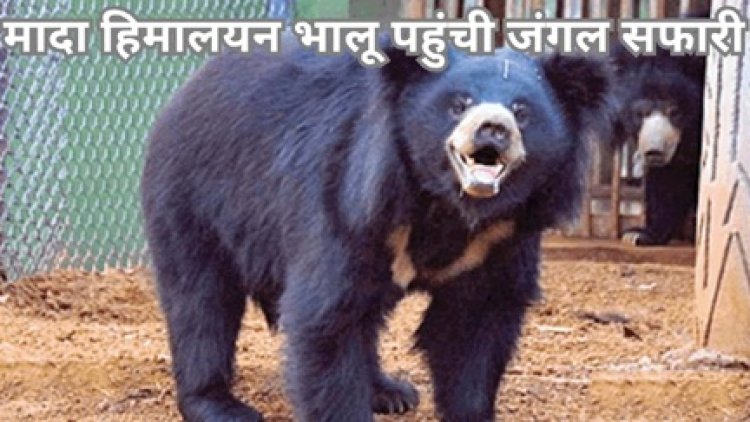 मादा हिमालयन भालू जंगल सफारी पहुंची