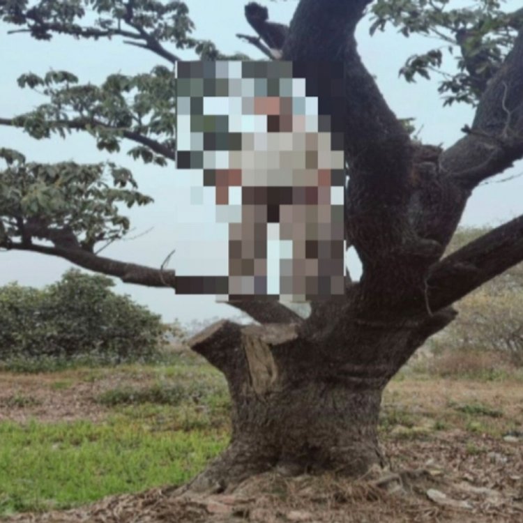 परिवारिक कलह में युवक ने किया आत्महत्या:शाहजहांपुर में पेड़ से लटकता मिला शव, पुलिस जांच में जुटी