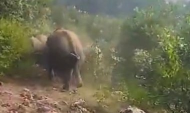 शहरगढ़ में 15 जंगली हाथियों का डेरा:गांवों में हो रही बिजली कटौती; वन विभाग, रेलवे और बिजली कंपनी मिलकर कर रहे सुरक्षा