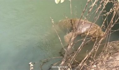 नहर में तैरती मिली युवक की लाश,जांच में जुटी पुलिस