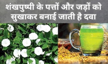 आयुर्वेद में मस्तिष्क टॉनिक के रूप में विख्यात है शंखपुष्पी