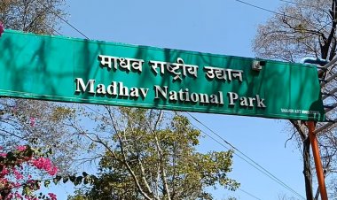 मध्य प्रदेश के 9वें टाइगर रिजर्व में नई मेहमान:माधव नेशनल पार्क में सीएम यादव और सिंधिया आज छोड़ेंगे पन्ना से लाई गई बाघिन