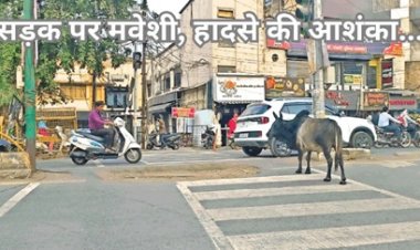 सड़क पर मवेशी, हादसे की आशंका