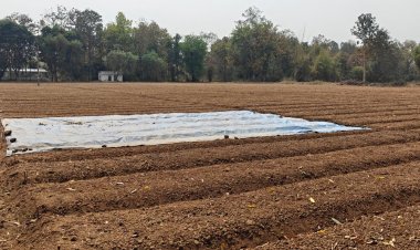 उमरिया में 5.2 मिमी बारिश से तैयार फसलें भीगी:गेहूं-चना को नुकसान, सागौन बीज की बुवाई रुकी