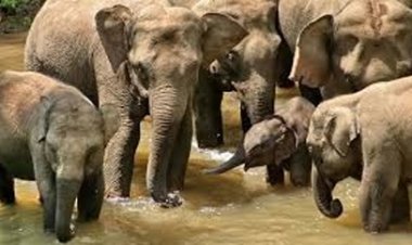 हाथियों के प्रति नकारात्मक धारणा बदलने की जरूरत