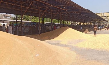 मनावर मंडी में नई फसलों की बंपर आवक:300 से अधिक वाहन पहुंचे, गेहूं 2600 और चना 8700 रुपए प्रति क्विंटल तक बिका