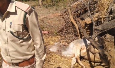 सीधी में टाइगर ने किया दो बैलों का शिकार:संजय टाइगर रिजर्व से लगी गौशाला में घुसा; ग्रामीणों ने की सुरक्षा और मुआवजे की मांग