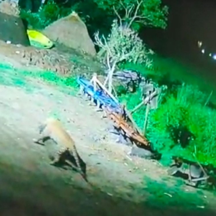 शाहजहांपुर में तेंदुए ने पालतू कुत्ते पर किया हमला:घर से उठाकर 1 किमी दूर ले गया, CCTV में कैद हुई पूरी वारदात