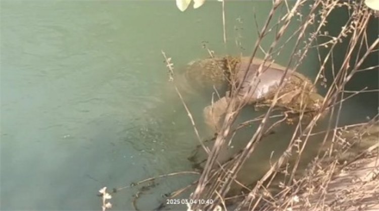 नहर में तैरती मिली युवक की लाश,जांच में जुटी पुलिस