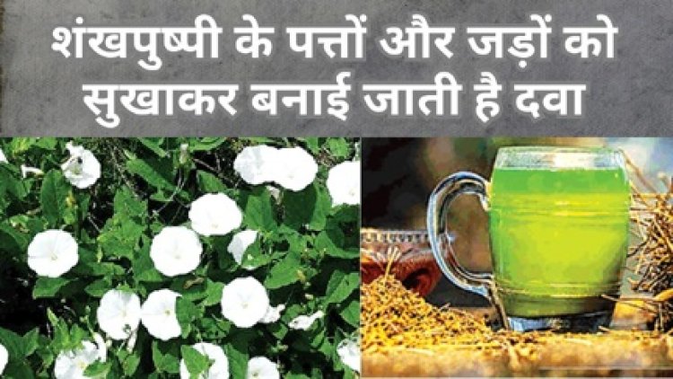 आयुर्वेद में मस्तिष्क टॉनिक के रूप में विख्यात है शंखपुष्पी