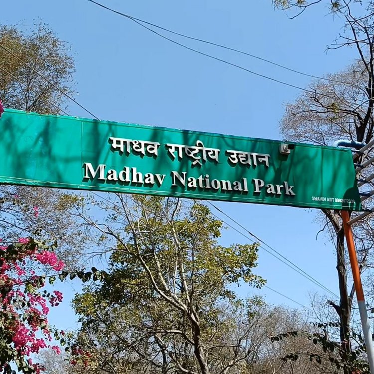 मध्य प्रदेश के 9वें टाइगर रिजर्व में नई मेहमान:माधव नेशनल पार्क में सीएम यादव और सिंधिया आज छोड़ेंगे पन्ना से लाई गई बाघिन