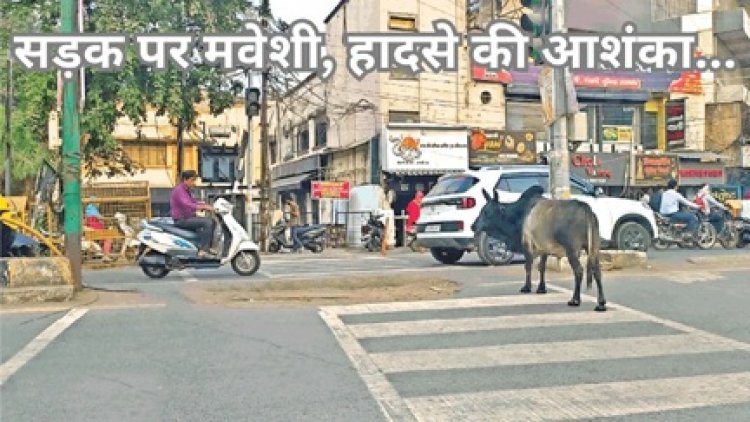 सड़क पर मवेशी, हादसे की आशंका