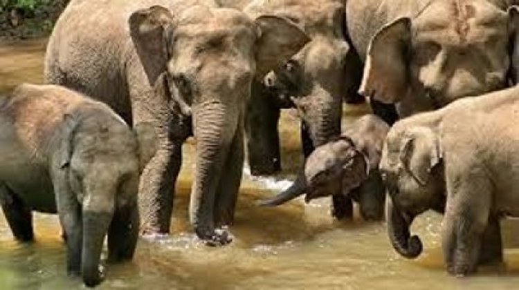 हाथियों के प्रति नकारात्मक धारणा बदलने की जरूरत
