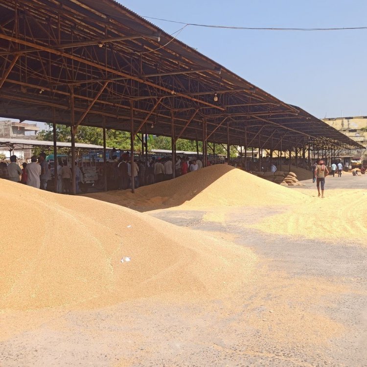 मनावर मंडी में नई फसलों की बंपर आवक:300 से अधिक वाहन पहुंचे, गेहूं 2600 और चना 8700 रुपए प्रति क्विंटल तक बिका