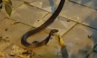 शाजापुर के नवरात्रि मेले में सांप:मंगलनाथ मंदिर के पास आया नजर, चिल्लाते हुए भागे लोग