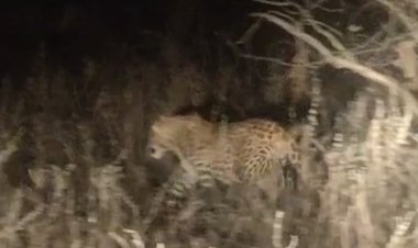 माधव टाइगर रिजर्व में बाघ-तेंदुओं की संख्या बढ़ी:नरवर-शिवपुरी मार्ग, बलारी माता मंदिर रास्ते पर दिखे वन्यजीव, श्रद्धालुओं में उत्साह