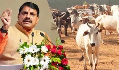मध्य प्रदेश में गौशालाओं को अब प्रति गाय 20 की जगह मिलेंगे 40 रुपए रोज