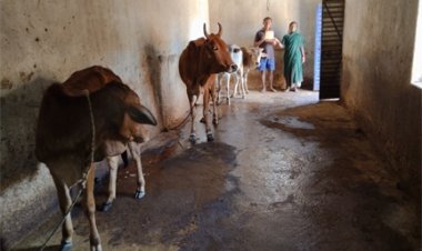 राज्य शासन के सहयोग से गौ पालक राजाराम का जीवन हुआ खुशहाल