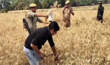 हमीरपुर डीएम ने थामा हंसिया, खेत में काटी गेहूं की फसल… वीडियो वायरल