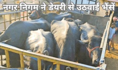 अवैध रूप से चल रही थी डेयरी, भैंसों को संचालक के गांव में छोड़ा