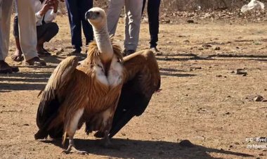 गिद्ध संरक्षण की दिशा में महत्वपूर्ण पहल