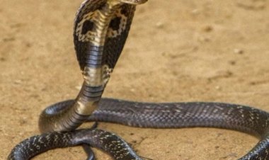 किंग कोबरा की आबादी बढ़ाने की दिशा में कर्नाटक से लाए गए दो मेल किंग कोबरा को वन विहार भोपाल में रखा गया