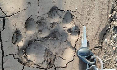 नेपानगर के खेतों में तेंदुए और दो शावकों के पगमार्क:ग्रामीणों ने पिंजरा लगाने की मांग की; SDO बोले- टीम भेजकर स्थिति का लेंगे जायजा