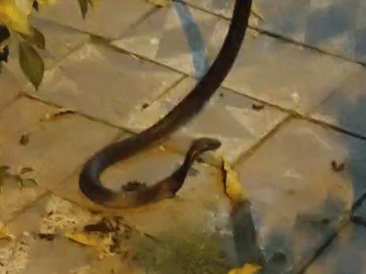 शाजापुर के नवरात्रि मेले में सांप:मंगलनाथ मंदिर के पास आया नजर, चिल्लाते हुए भागे लोग