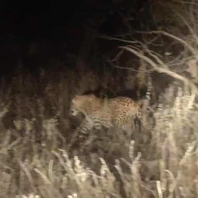 माधव टाइगर रिजर्व में बाघ-तेंदुओं की संख्या बढ़ी:नरवर-शिवपुरी मार्ग, बलारी माता मंदिर रास्ते पर दिखे वन्यजीव, श्रद्धालुओं में उत्साह