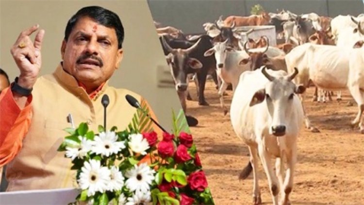 मध्य प्रदेश में गौशालाओं को अब प्रति गाय 20 की जगह मिलेंगे 40 रुपए रोज