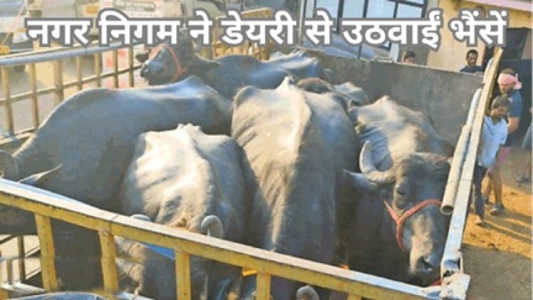 अवैध रूप से चल रही थी डेयरी, भैंसों को संचालक के गांव में छोड़ा