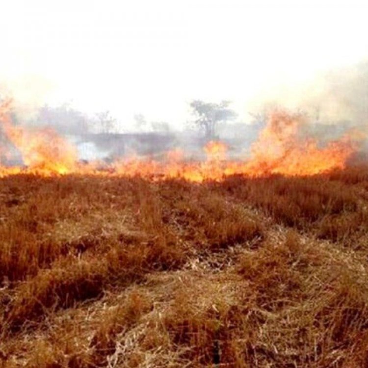 कटनी में नरवाई जलाने पर कार्रवाई जारी:स्लीमनाबाद में व्यवसायी के खिलाफ सातवीं FIR दर्ज, अब तक 9 लोगों पर कार्रवाई