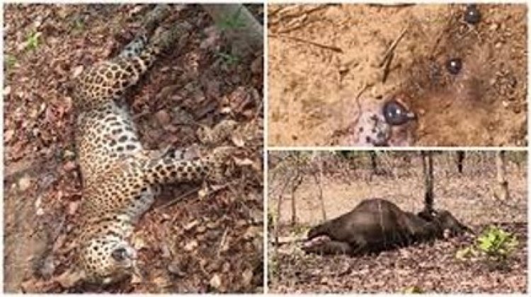 तेंदुआ और वन भैंसा का शिकार करने वाले 2 शिकारियों को किया गिरफ्तार, तीसरे की तलाश जारी