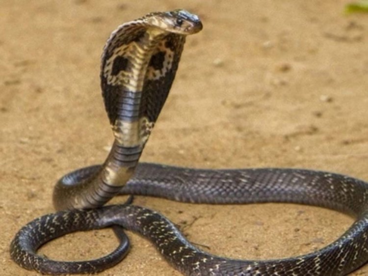 किंग कोबरा की आबादी बढ़ाने की दिशा में कर्नाटक से लाए गए दो मेल किंग कोबरा को वन विहार भोपाल में रखा गया