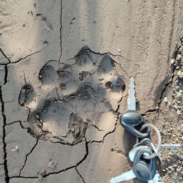 नेपानगर के खेतों में तेंदुए और दो शावकों के पगमार्क:ग्रामीणों ने पिंजरा लगाने की मांग की; SDO बोले- टीम भेजकर स्थिति का लेंगे जायजा