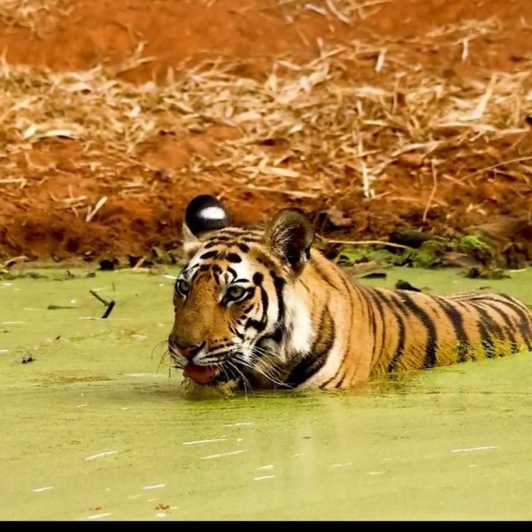 बांधवगढ़ के तालाब में आराम करते दिखी बाघिन:खितौली जोन में कांटीवाह की दो वर्षीय शावक ने पिया पानी, पर्यटकों ने बनाया वीडियो