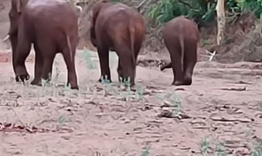 अनूपपुर में हाथियों का आतंक:दो दिन से जंगल में डेरा, रात में किसानों की फसलें कर रहे बर्बाद