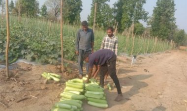 सब्जियों की हरियाली से संवरा भविष्य
