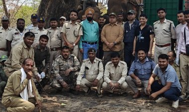 बांधवगढ़ में बाघिन का रेस्क्यू; शरीर पर चोट के निशान:3 हाथियों और 50 कर्मचारियों की टीम ने पकड़ा, बहेरहा इंक्लोजर में होगा इलाज