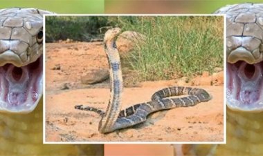 प्रदेश में लगातार फैल रहा किंग कोबरा का साम्राज्य
