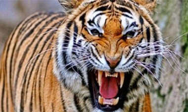 चंद्रपुर में बाघ ने ले ली चार लोगों की जान