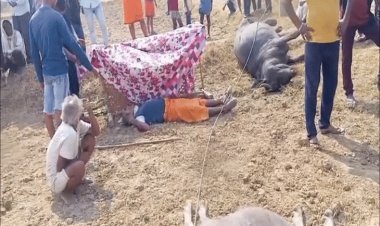 हवा-आंधी से जमीन पर गिरी 11 केवी बिजली लाइन:करंट लगने से किसान और 2 भैंसों की मौके पर मौत; रीवा के चटेह में हादसा