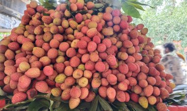 बाजार में लीची की बहार