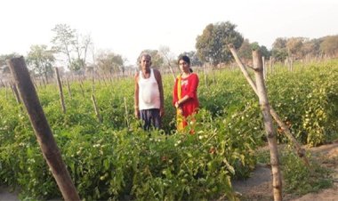 सोमप्रसाद के जीवन में उद्यानिकी खेती से आया बदलाव