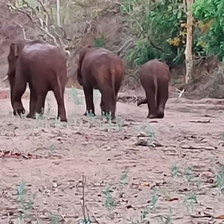अनूपपुर में हाथियों का आतंक:दो दिन से जंगल में डेरा, रात में किसानों की फसलें कर रहे बर्बाद